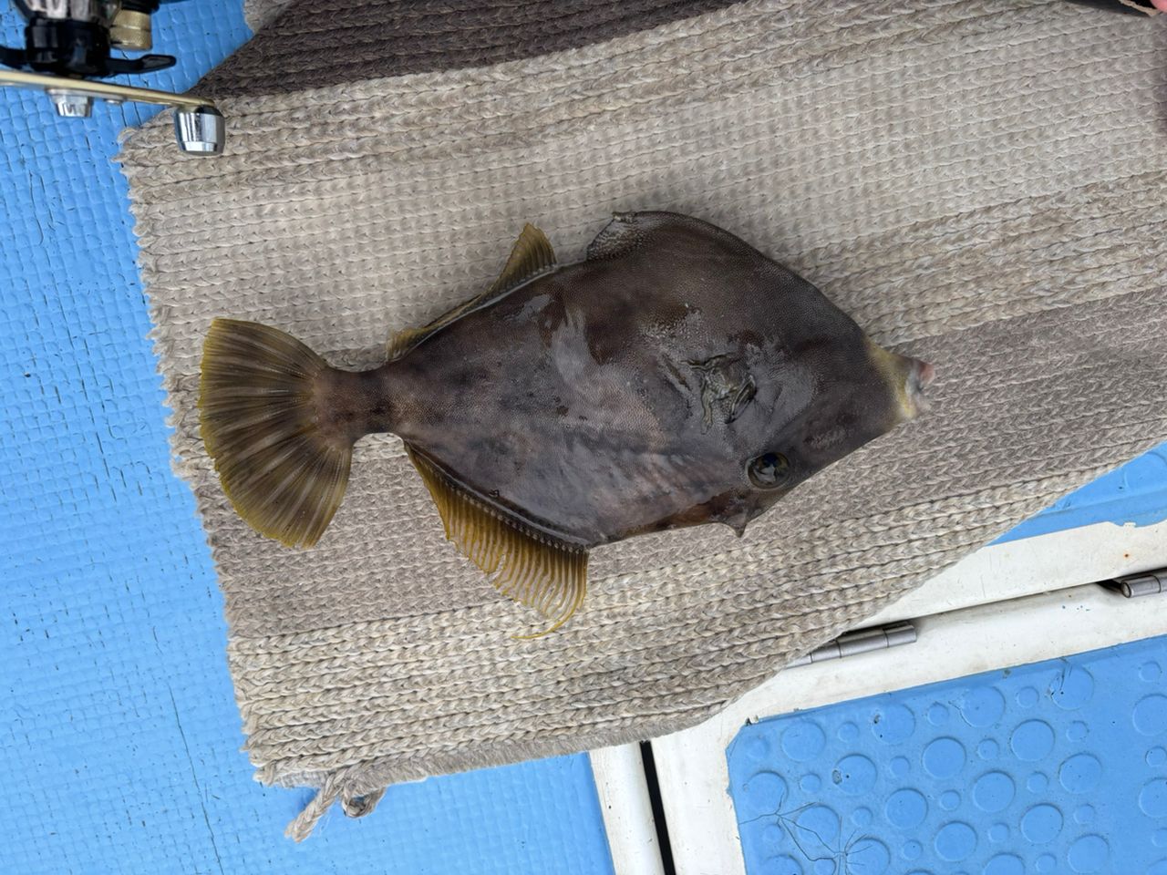 カワハギ