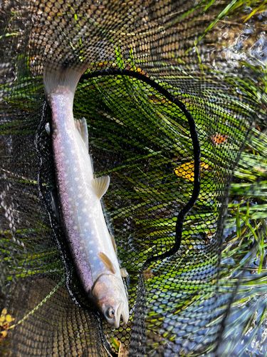 アメマスの釣果