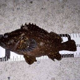 オウゴンムラソイ