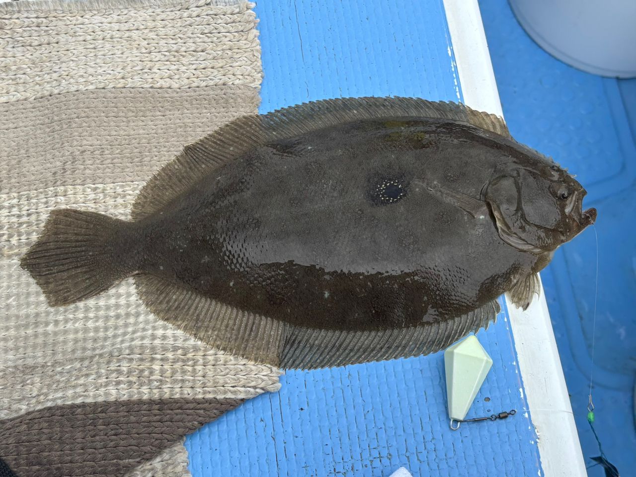 ガンゾウビラメ