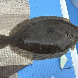 ガンゾウビラメ