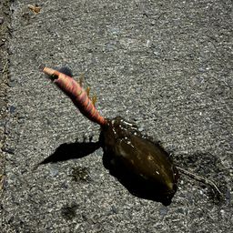 モンゴウイカ