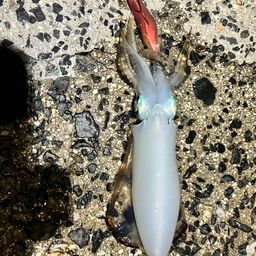 アオリイカ
