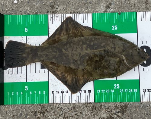 クロガシラガレイの釣果
