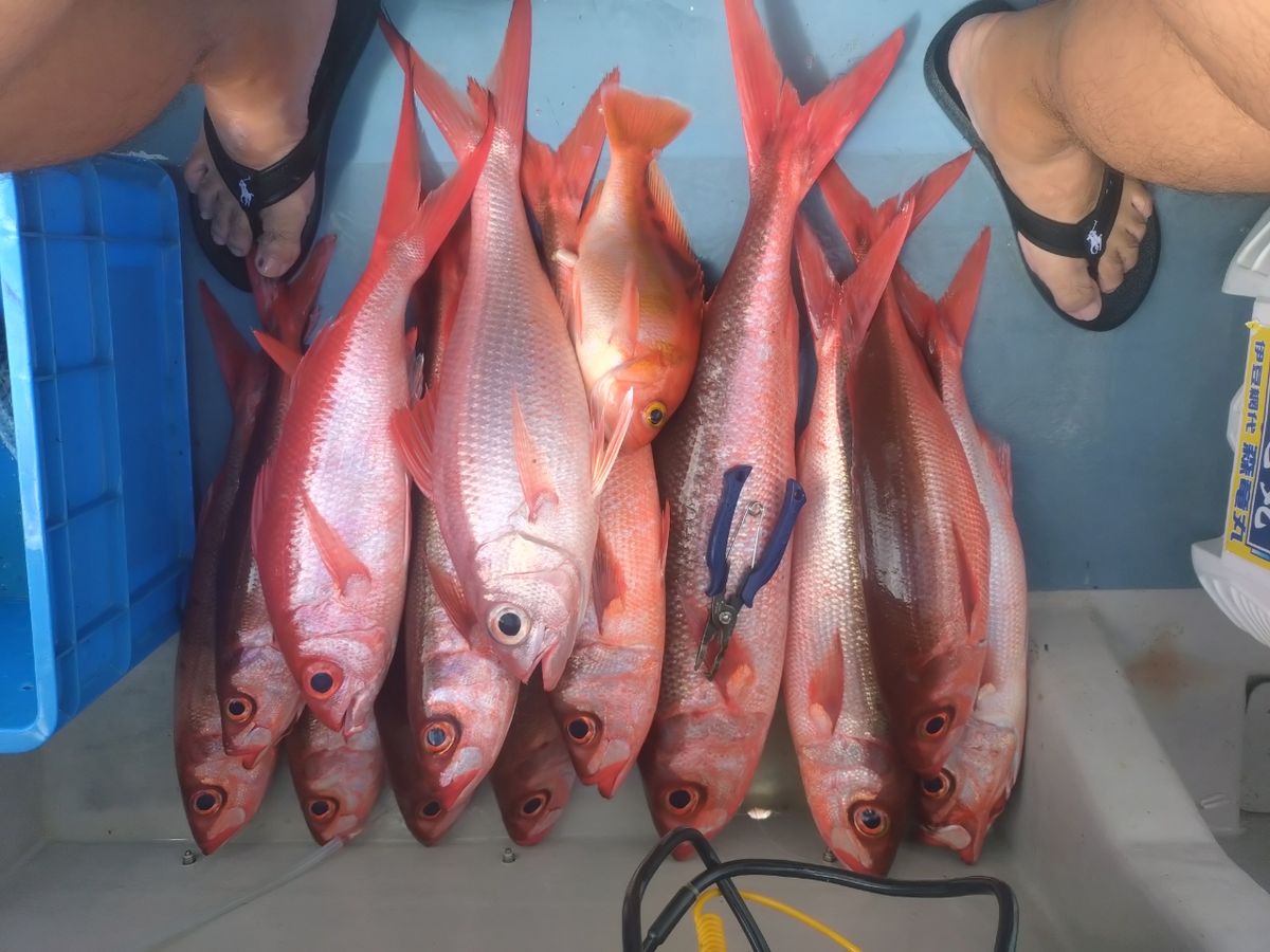ユウチャンメンさんの釣果 1枚目の画像