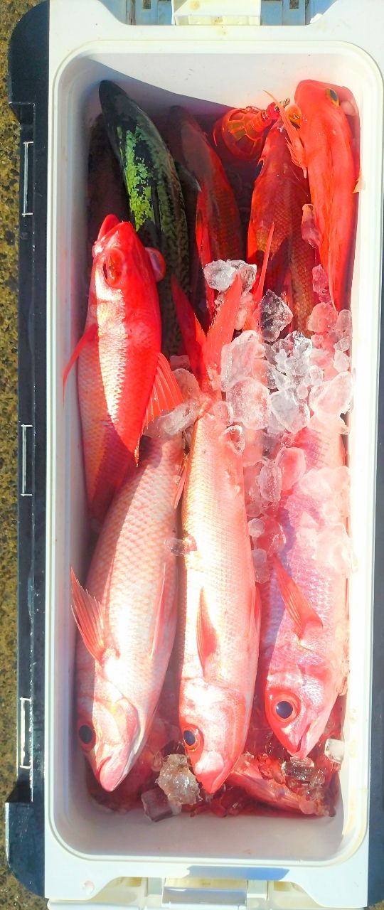 ユウチャンメンさんの釣果 2枚目の画像