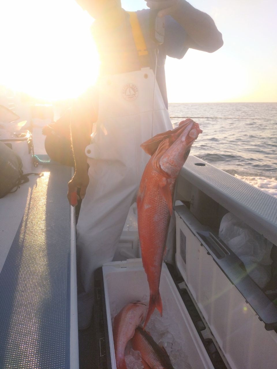 ユウチャンメンさんの釣果 3枚目の画像