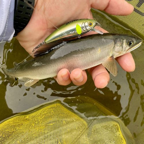 アユの釣果