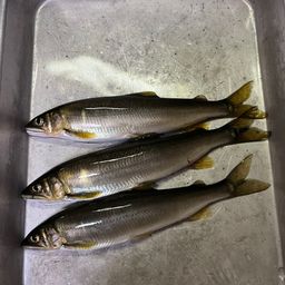 アユ