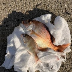 マダイの釣果