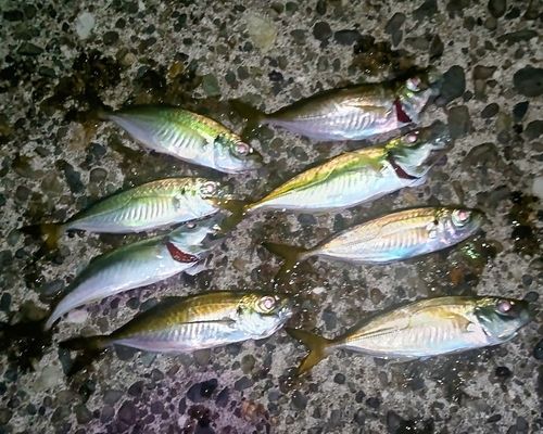 紀伊水道