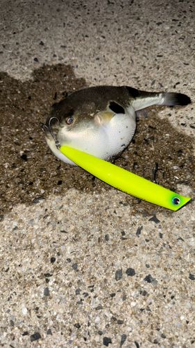 フグの釣果