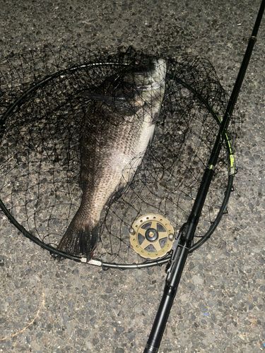 若洲海浜公園海釣り施設