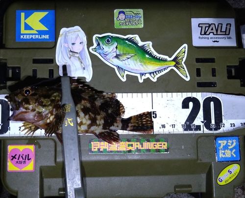 カサゴの釣果