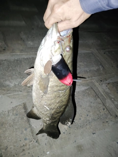 スモールマウスバスの釣果