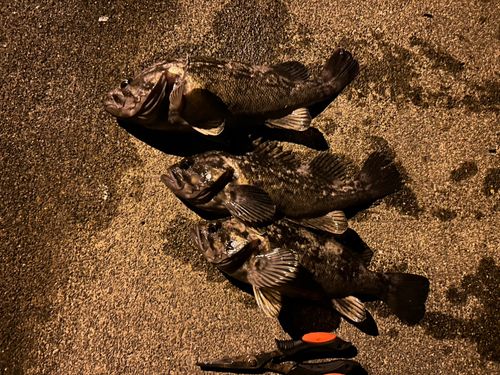 クロソイの釣果