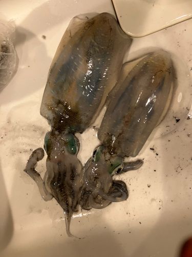 知多湾
