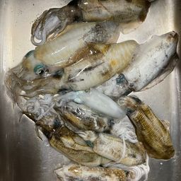 アオリイカ