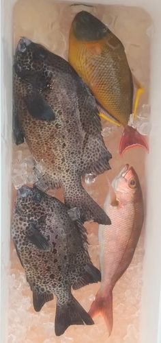 イシガキダイの釣果