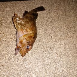 カサゴ