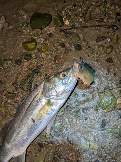 セイゴ（マルスズキ）の釣果