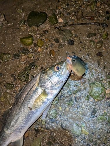 セイゴ（マルスズキ）の釣果