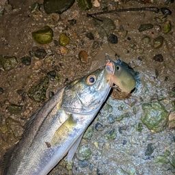 セイゴ（マルスズキ）