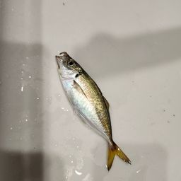 アジ