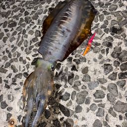 アオリイカ