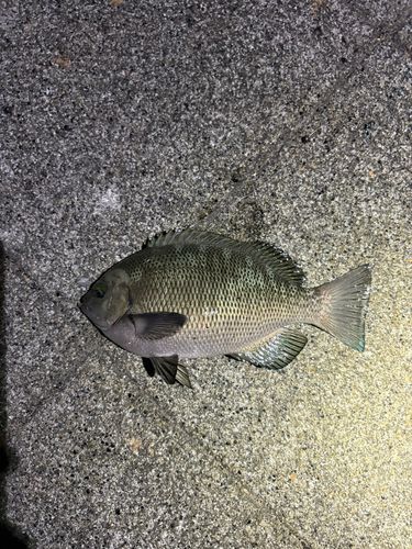 メジナの釣果