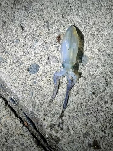 マメイカの釣果