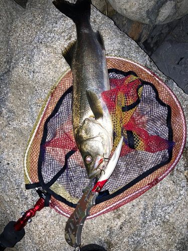 シーバスの釣果