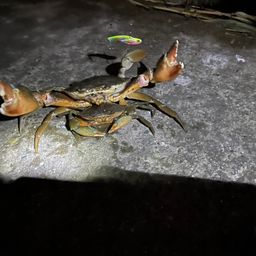 カニ