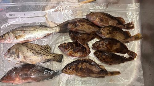 カサゴの釣果