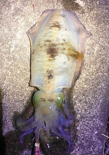 アオリイカの釣果