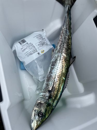 江戸川下流