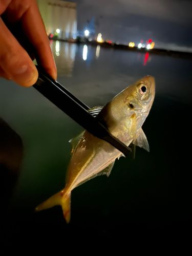 駿河湾