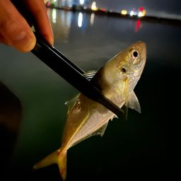 アジ