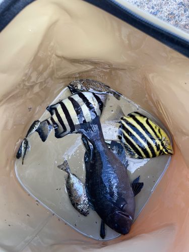館山湾