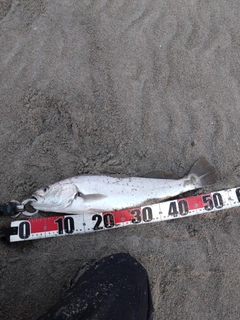ニベの釣果