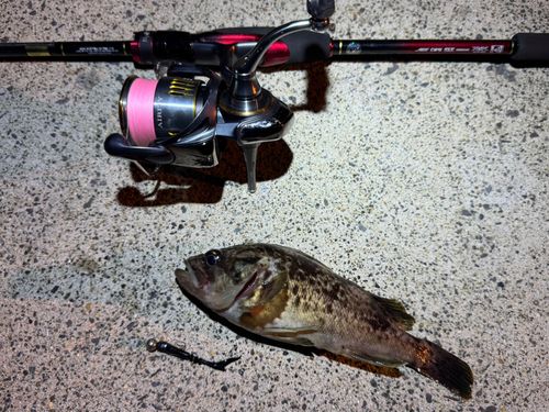 クロソイの釣果