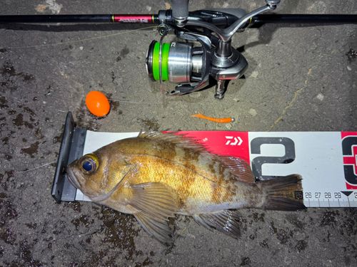 メバルの釣果