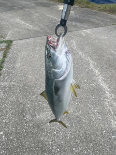 ヤズの釣果