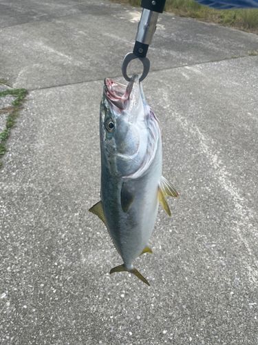 ヤズの釣果
