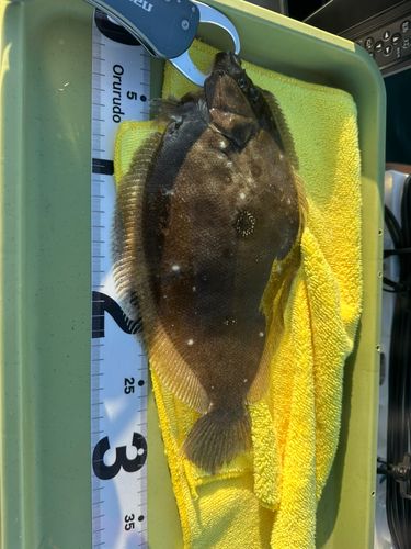 ヒラメの釣果