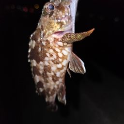 カサゴ
