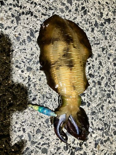アオリイカの釣果