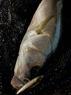 フッコ（マルスズキ）の釣果