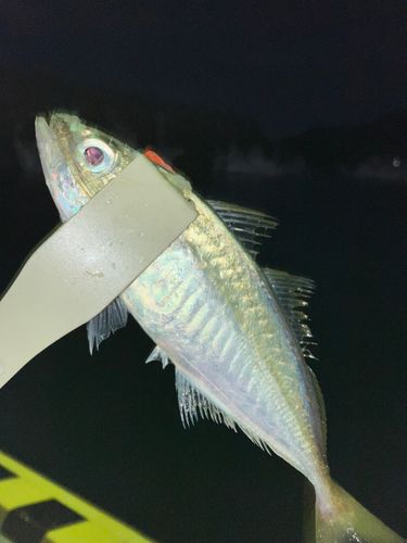越前海岸
