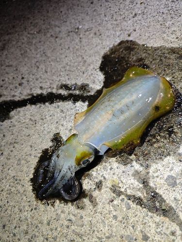 アオリイカの釣果